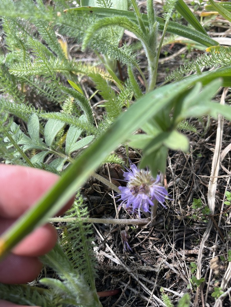 Ballhead Waterleaf photo 7