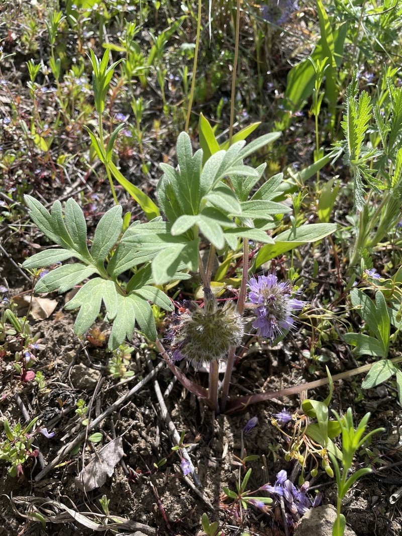 Ballhead Waterleaf photo 8