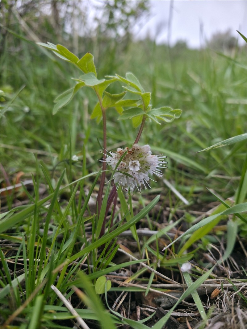 Hydrophyllum capitatum var. capitatum