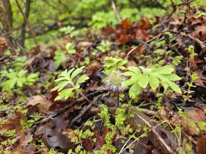 Hydrophyllum capitatum var. capitatum photo 2