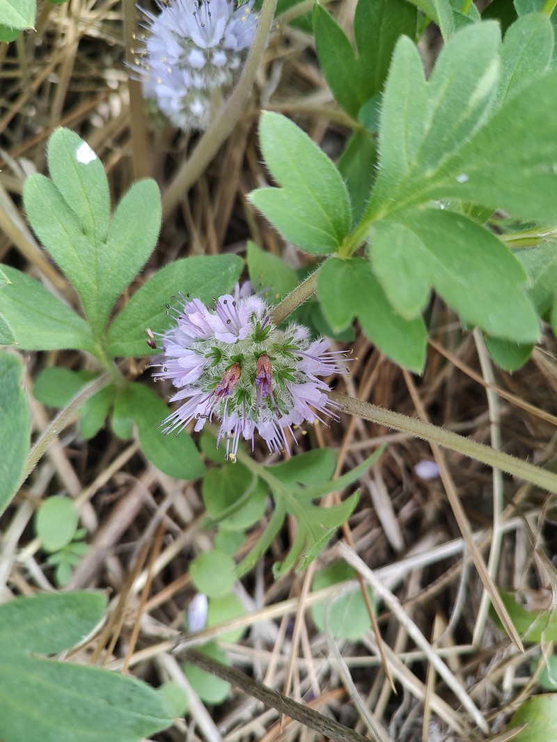 Hydrophyllum capitatum var. capitatum photo 3