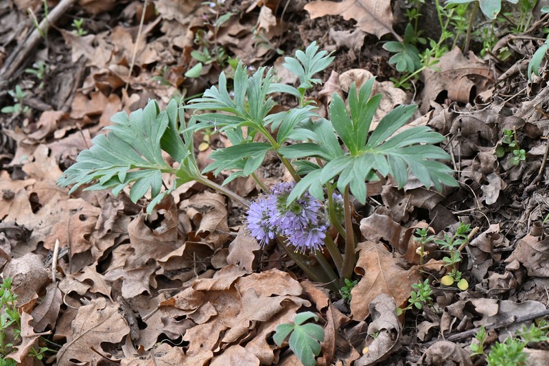 Hydrophyllum capitatum var. capitatum photo 4