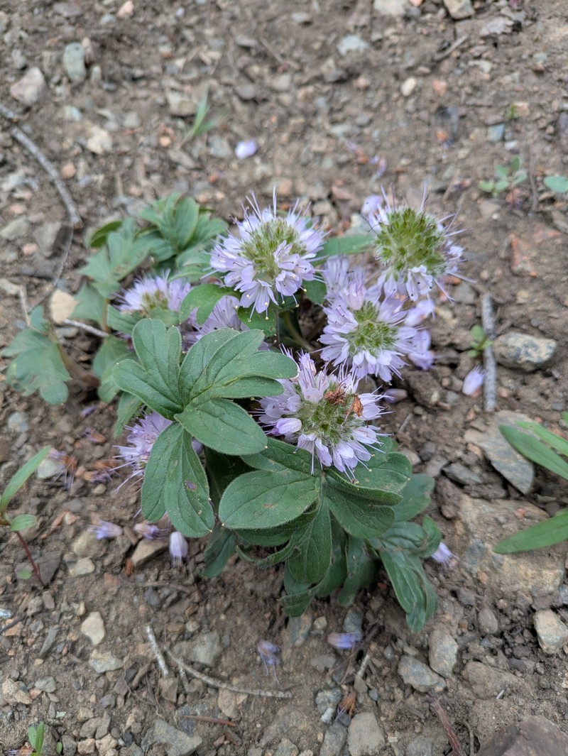 Hydrophyllum capitatum var. capitatum photo 5