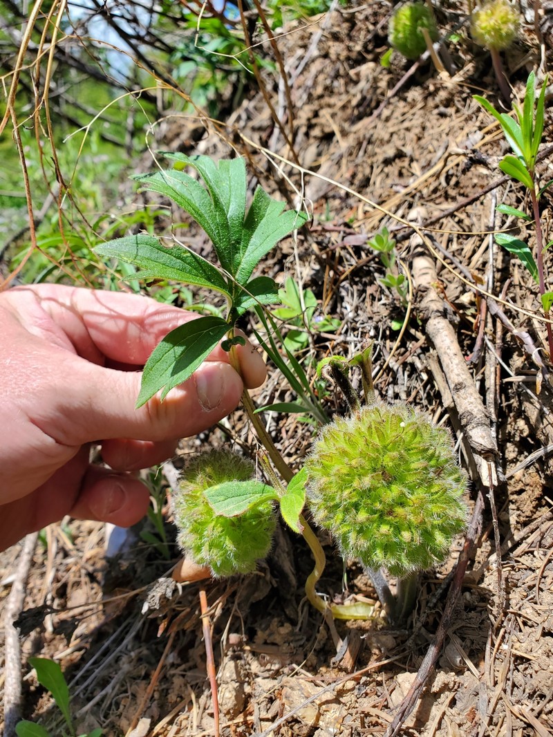 Hydrophyllum capitatum var. capitatum photo 6