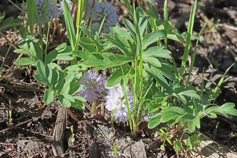 Hydrophyllum capitatum var. capitatum photo 7