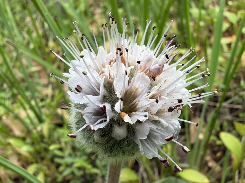 Hydrophyllum capitatum var. thompsonii