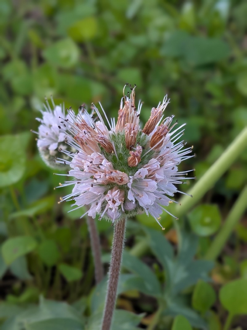 Hydrophyllum capitatum var. thompsonii photo 2