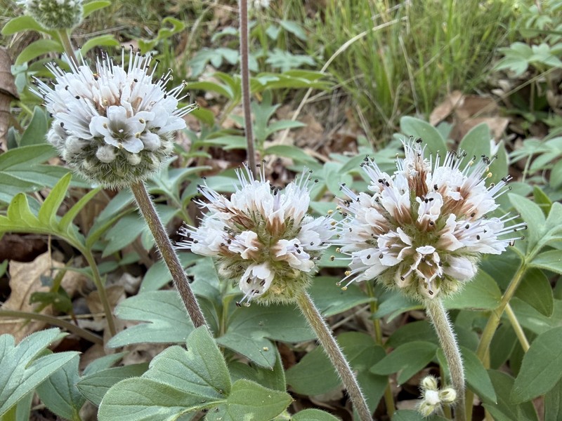 Hydrophyllum capitatum var. thompsonii photo 3
