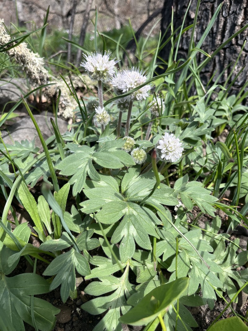 Hydrophyllum capitatum var. thompsonii photo 4