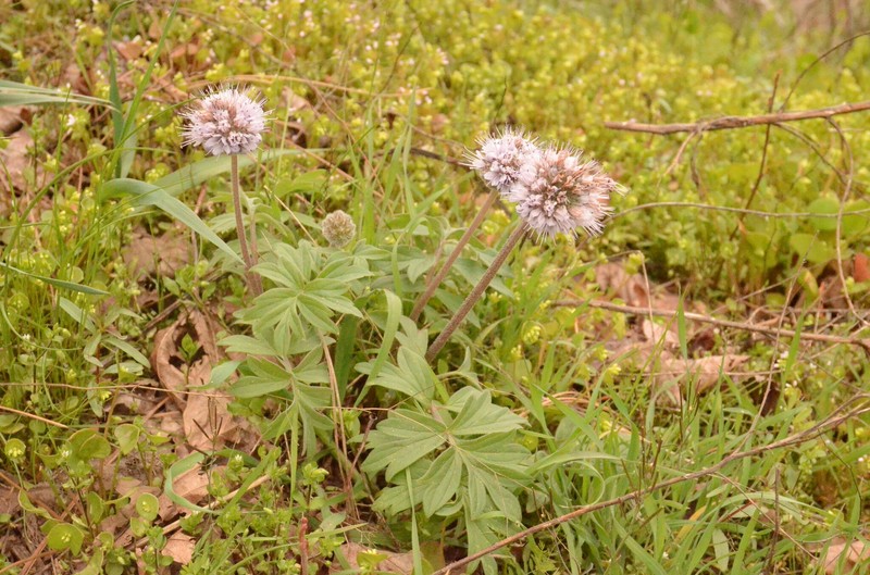 Hydrophyllum capitatum var. thompsonii photo 5