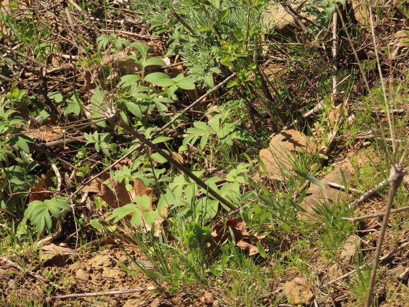Hydrophyllum capitatum var. thompsonii photo 6