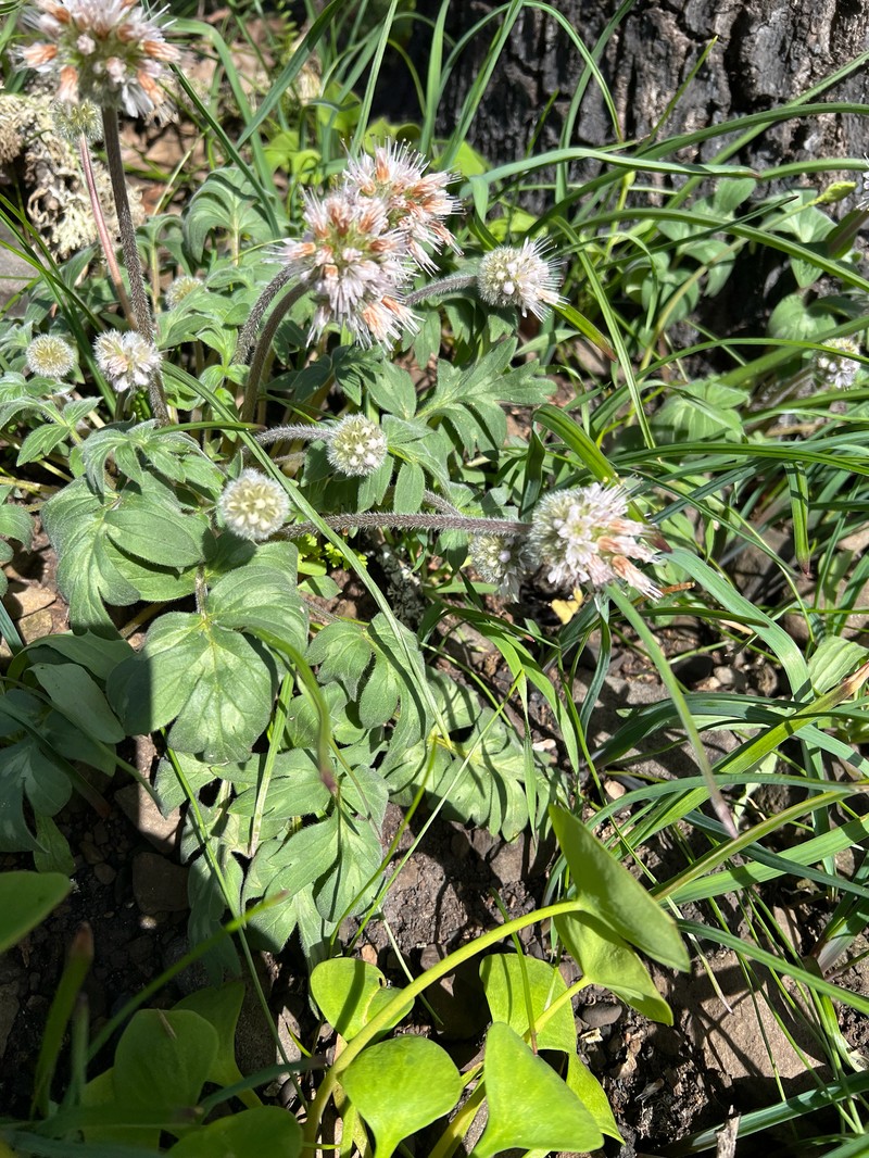 Hydrophyllum capitatum var. thompsonii photo 8