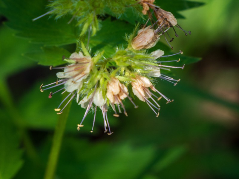 Fendler's Waterleaf