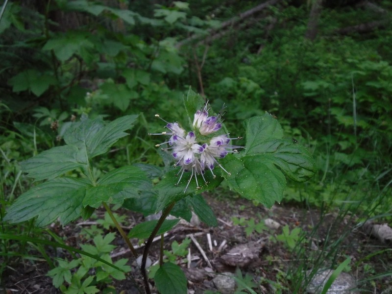 Fendler's Waterleaf photo 2