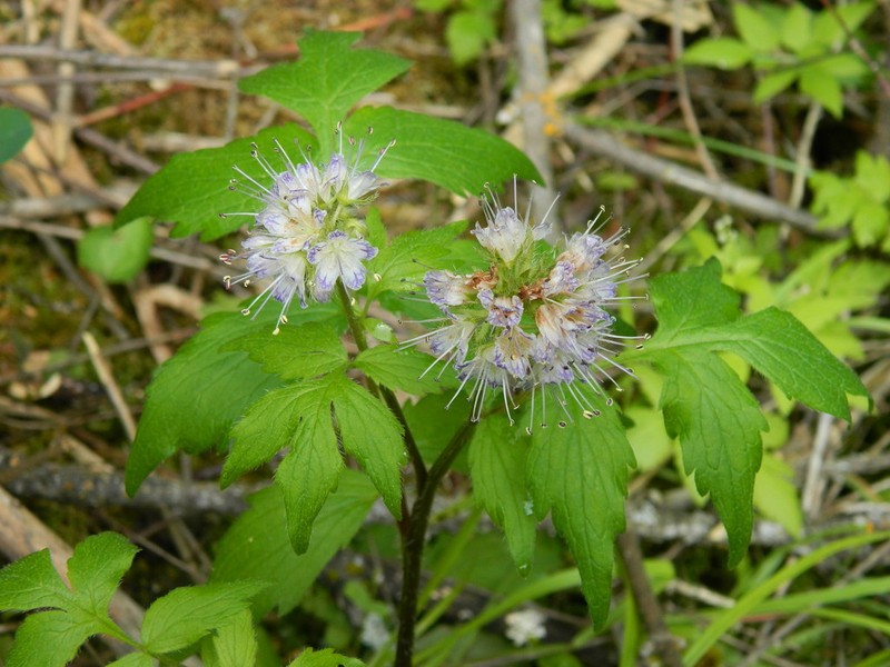 Fendler's Waterleaf photo 3