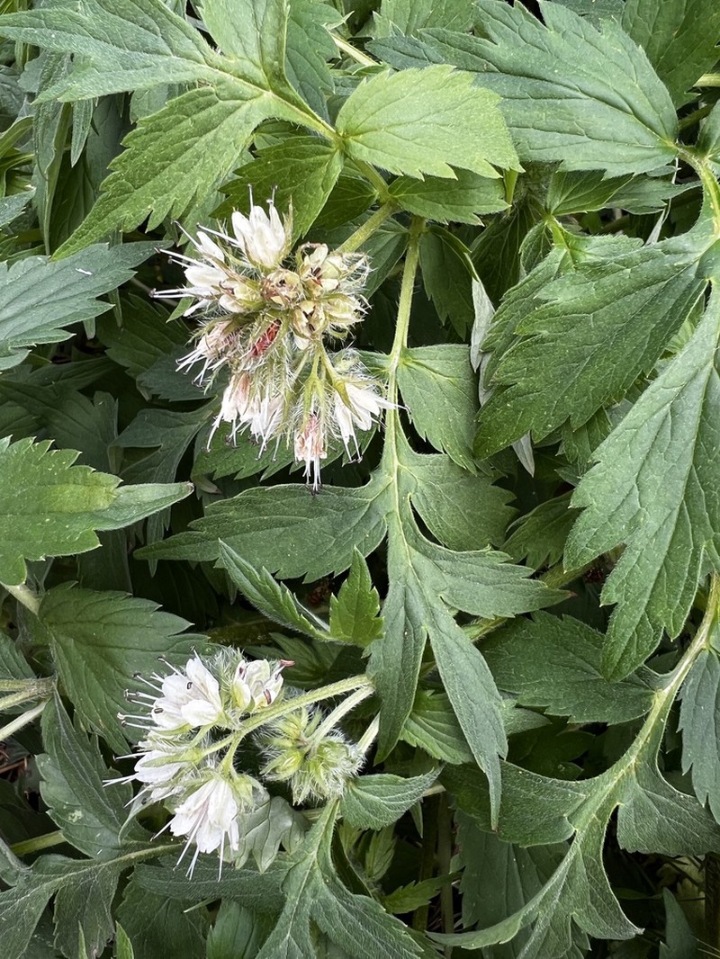 Fendler's Waterleaf photo 4