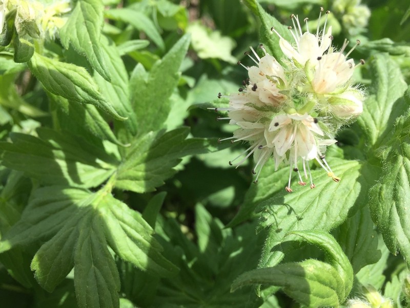Fendler's Waterleaf photo 5