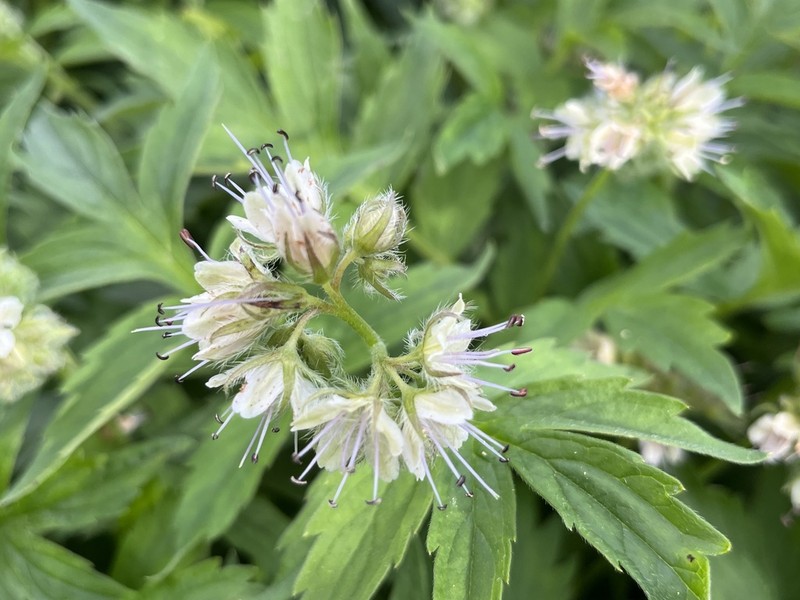 Fendler's Waterleaf photo 6