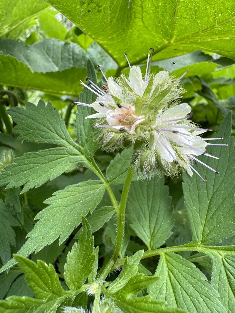 Fendler's Waterleaf photo 7