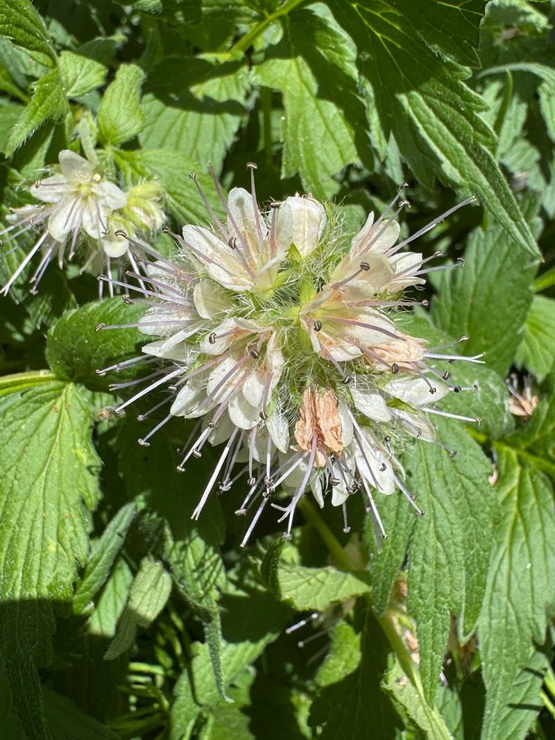 Fendler's Waterleaf photo 8