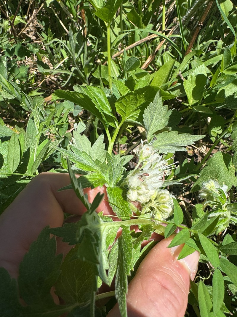 Hydrophyllum fendleri var. albifrons