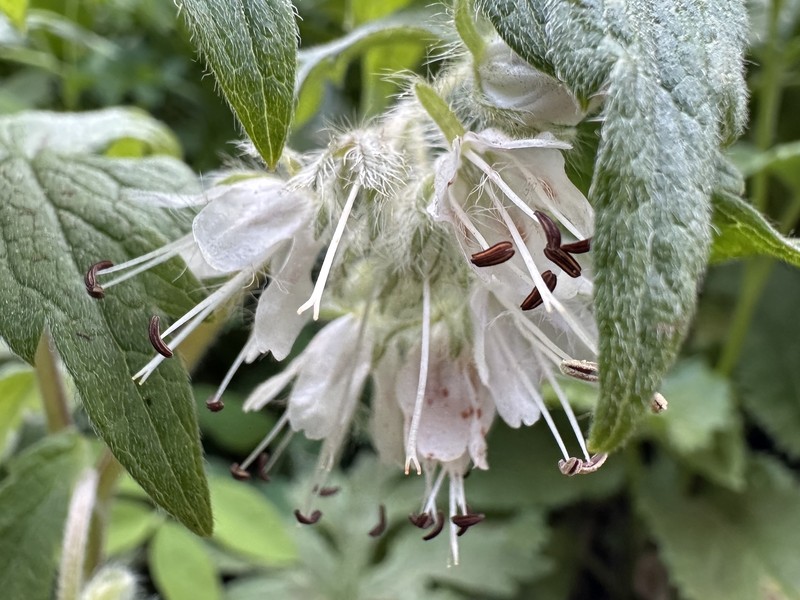 Hydrophyllum fendleri var. albifrons photo 2