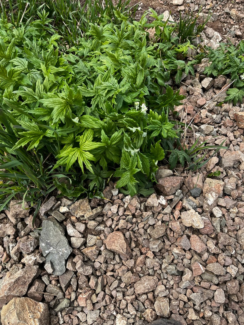 Hydrophyllum fendleri var. albifrons photo 3