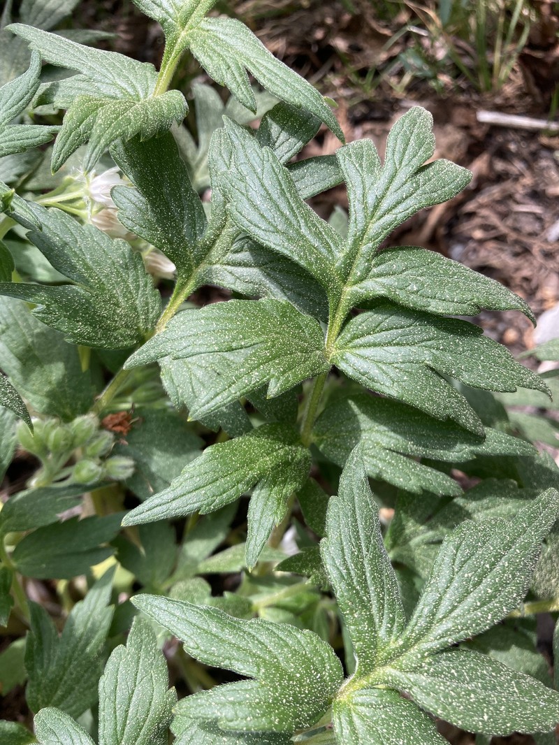 Hydrophyllum fendleri var. albifrons photo 4