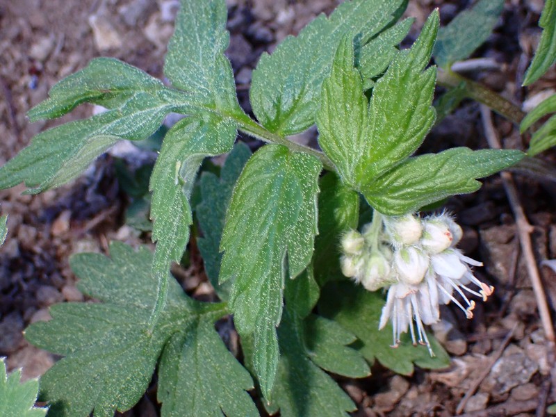 Hydrophyllum fendleri var. albifrons photo 5