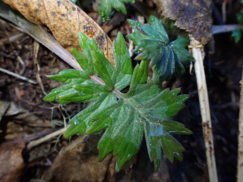Hydrophyllum fendleri var. albifrons photo 6