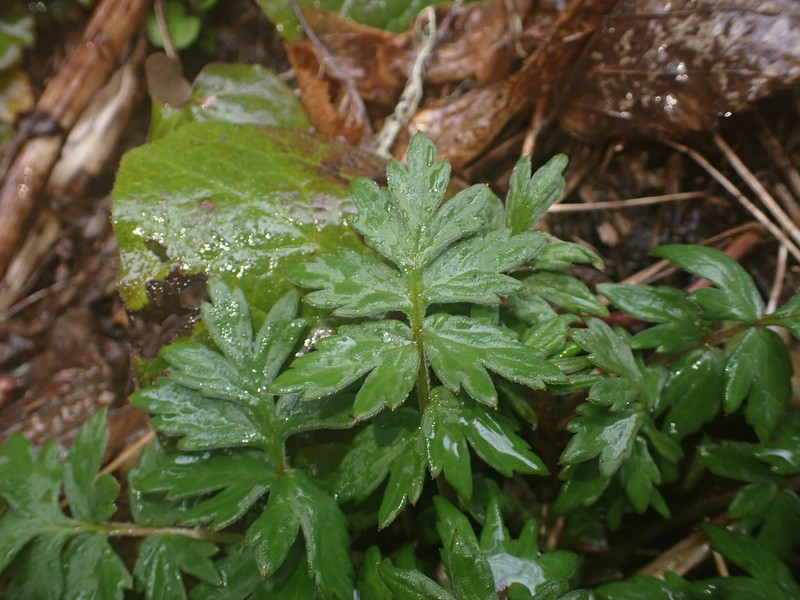 Hydrophyllum fendleri var. albifrons photo 7