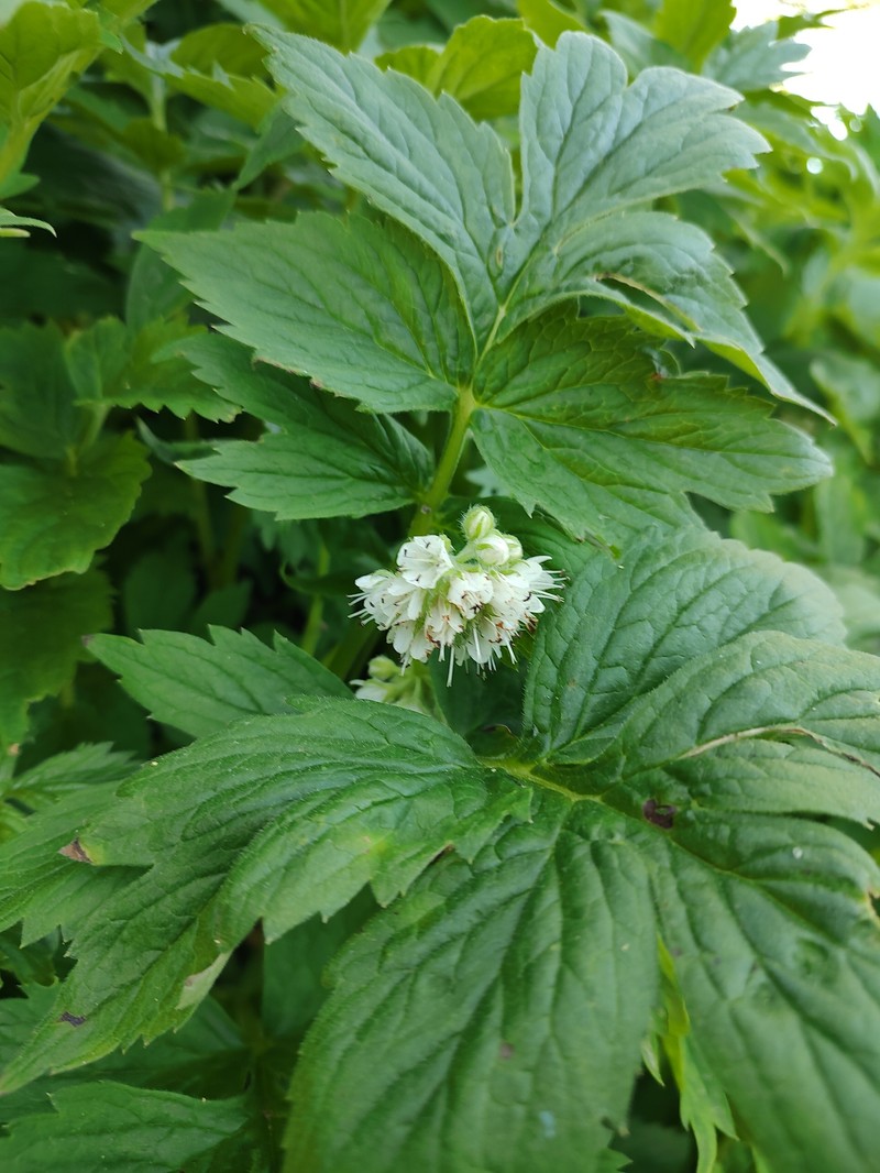 Hydrophyllum fendleri var. fendleri