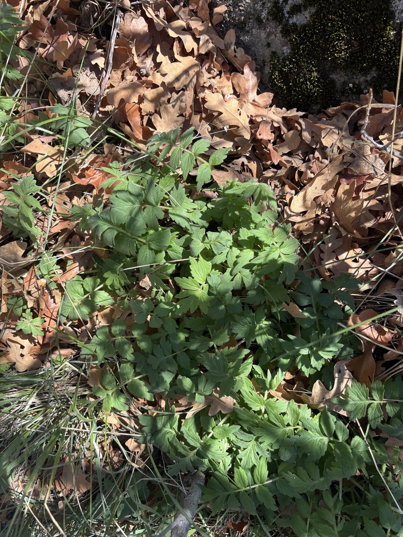 Hydrophyllum fendleri var. fendleri photo 2