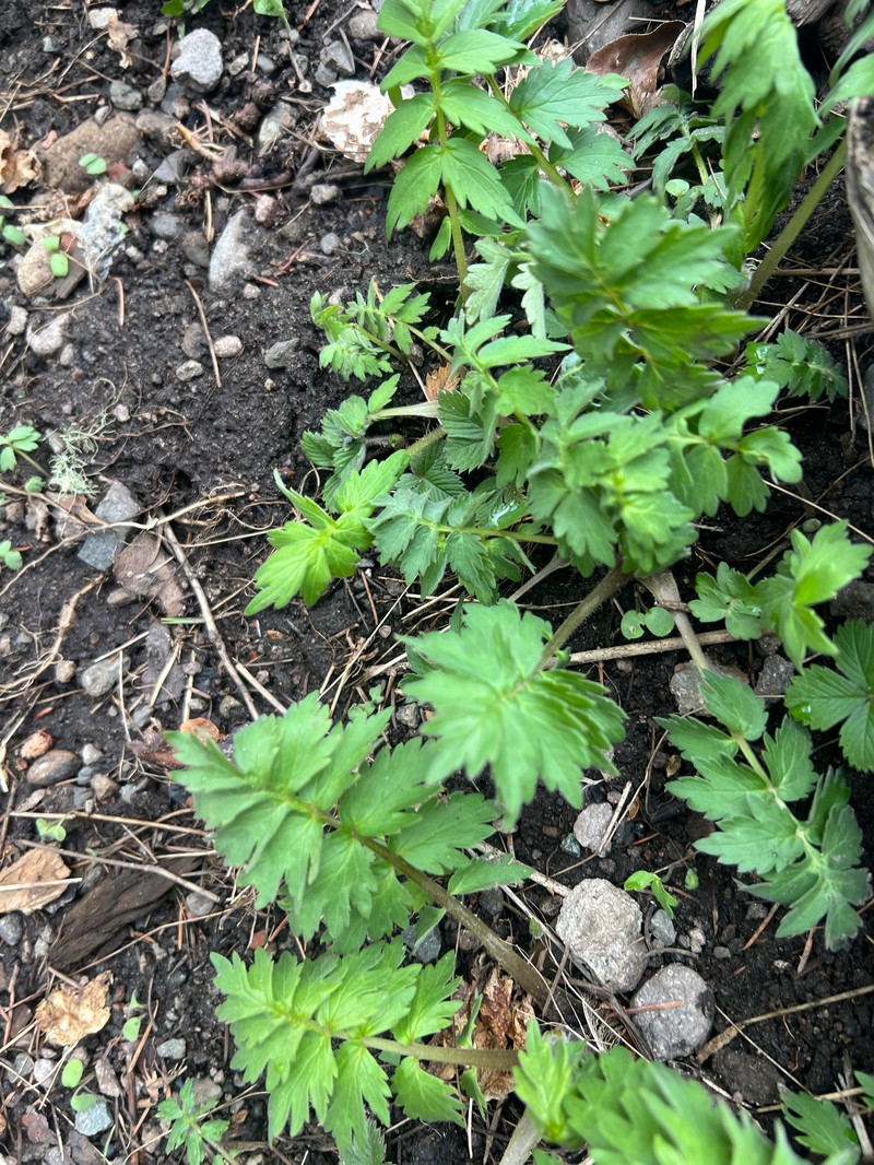 Hydrophyllum fendleri var. fendleri photo 3