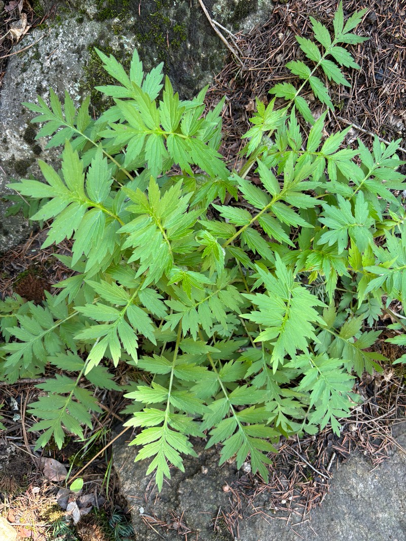 Hydrophyllum fendleri var. fendleri photo 4