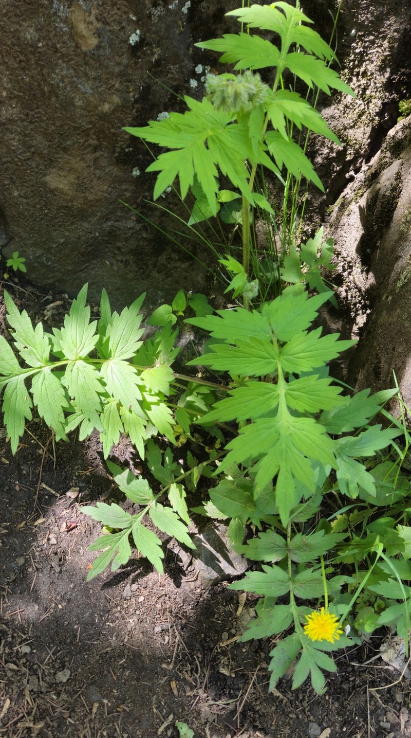 Hydrophyllum fendleri var. fendleri photo 5