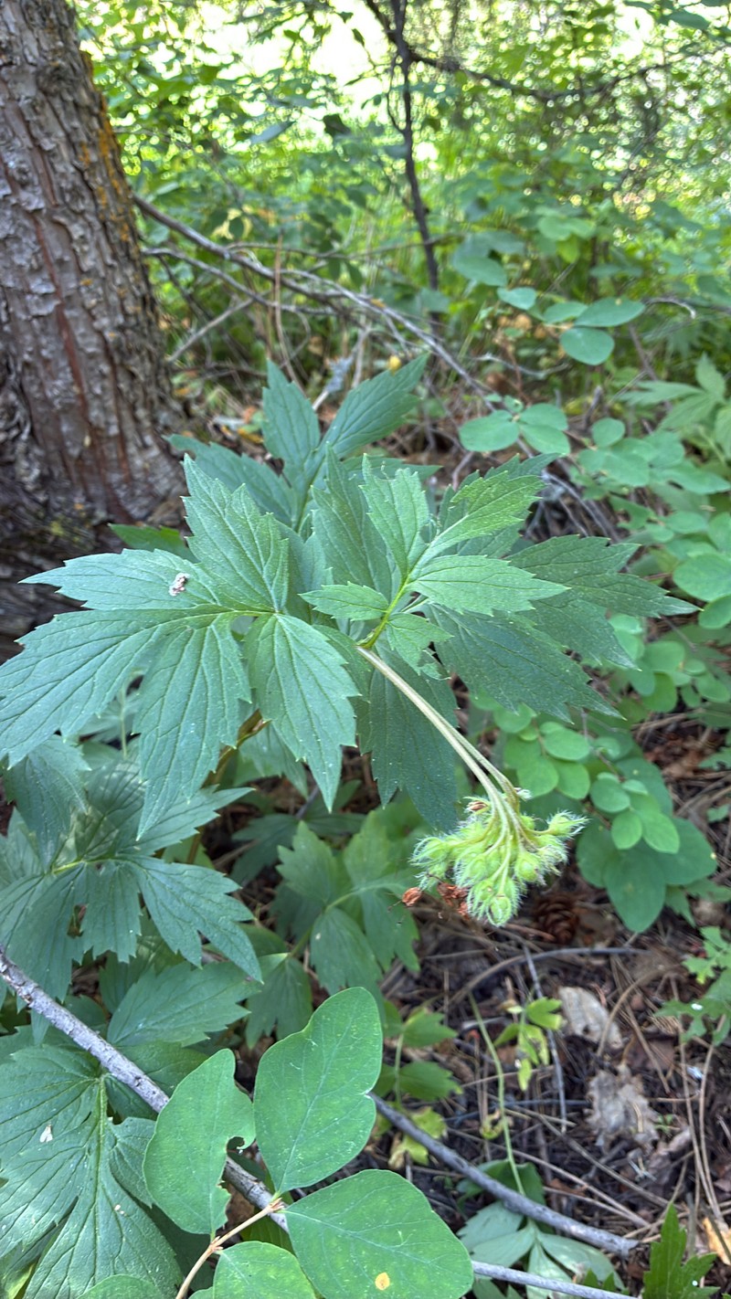 Hydrophyllum fendleri var. fendleri photo 8