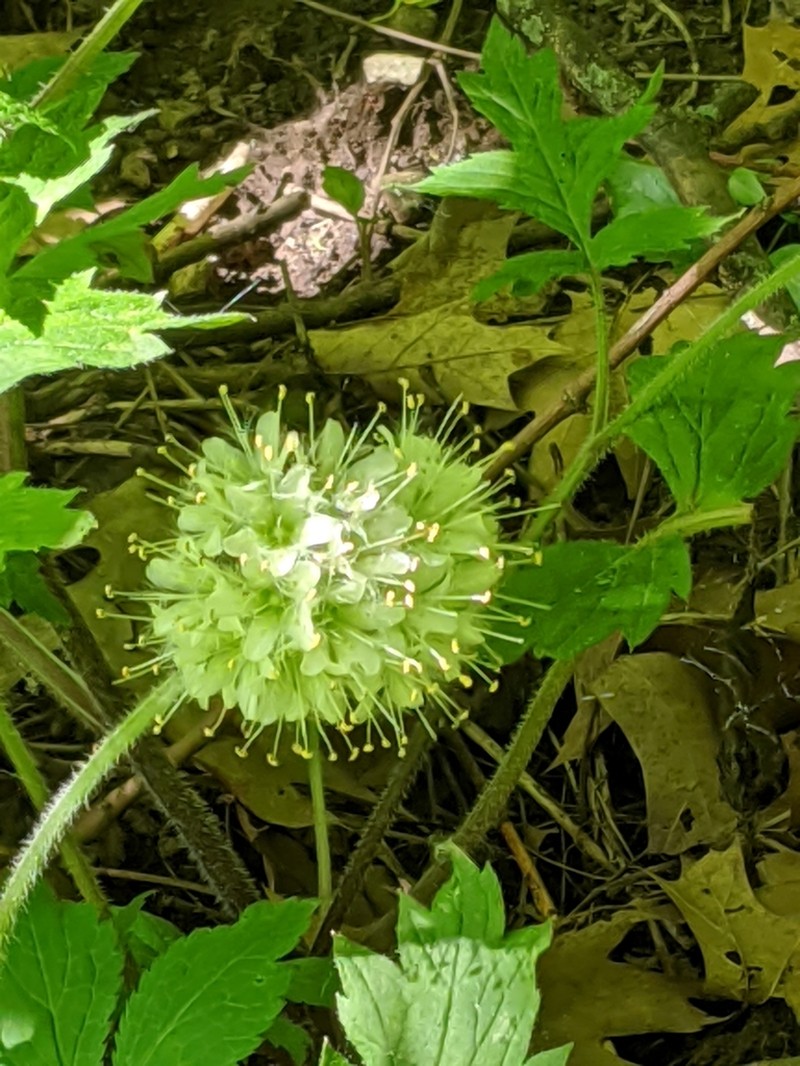 Largeleaf Waterleaf