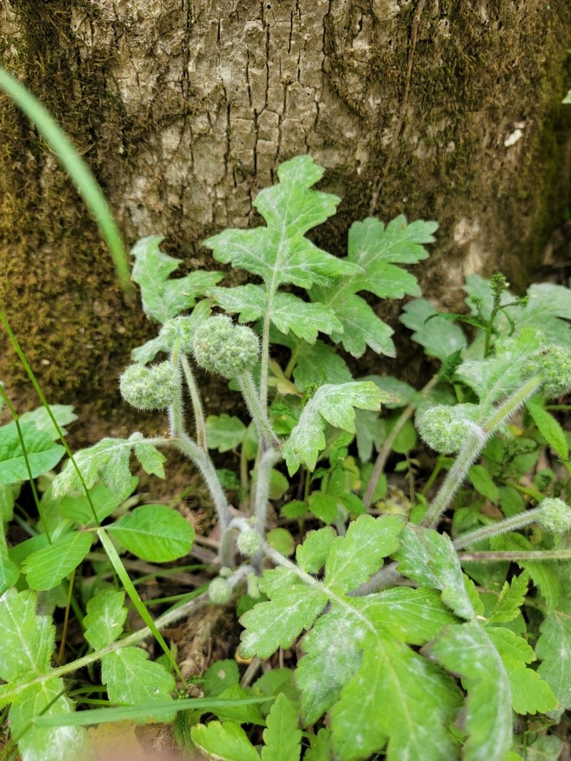 Largeleaf Waterleaf photo 2