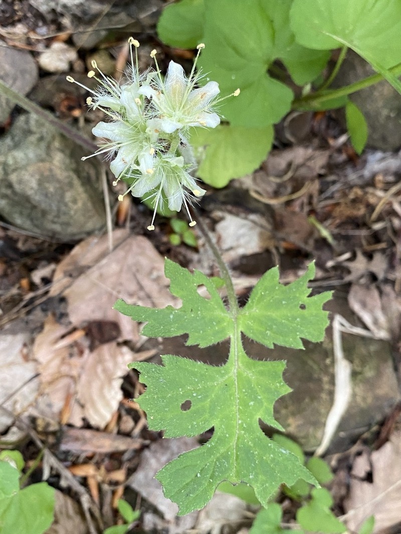 Largeleaf Waterleaf photo 3