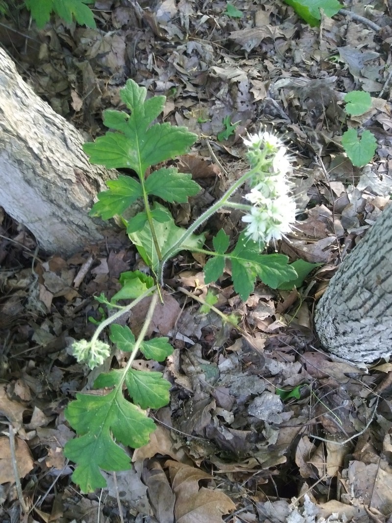 Largeleaf Waterleaf photo 4