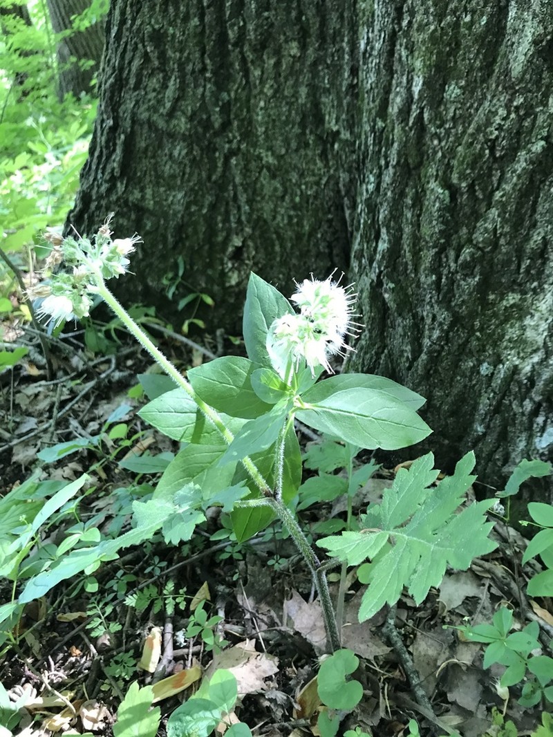 Largeleaf Waterleaf photo 5