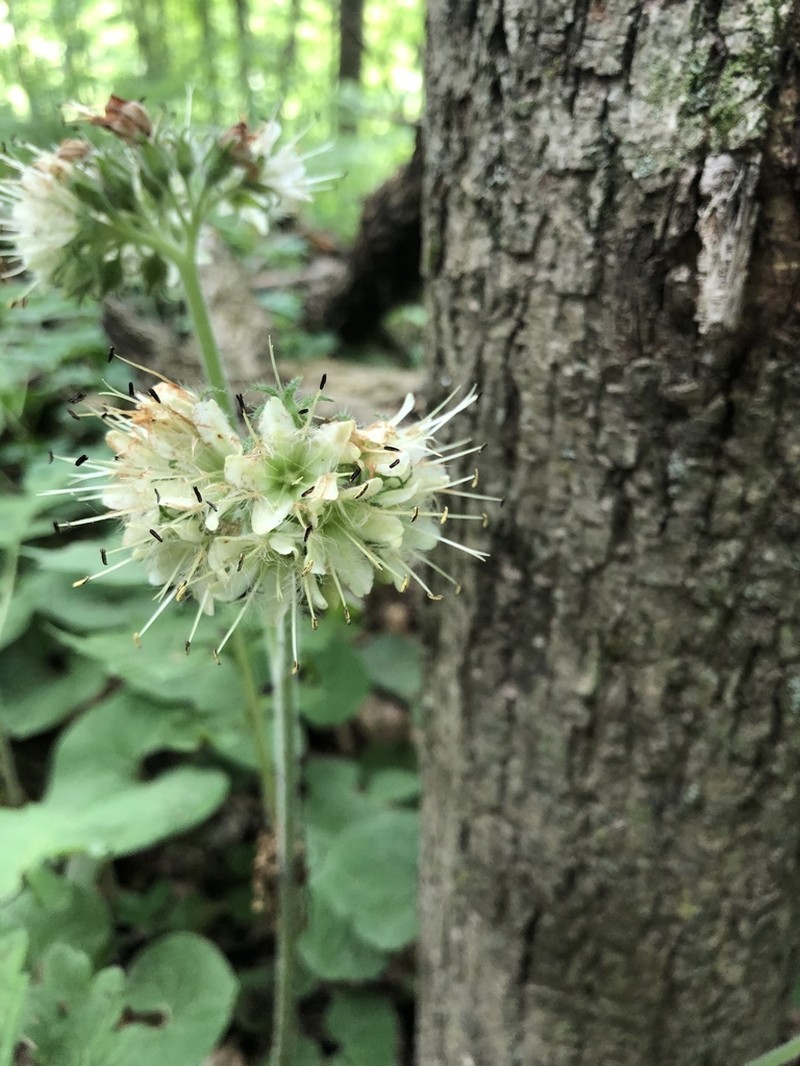 Largeleaf Waterleaf photo 6