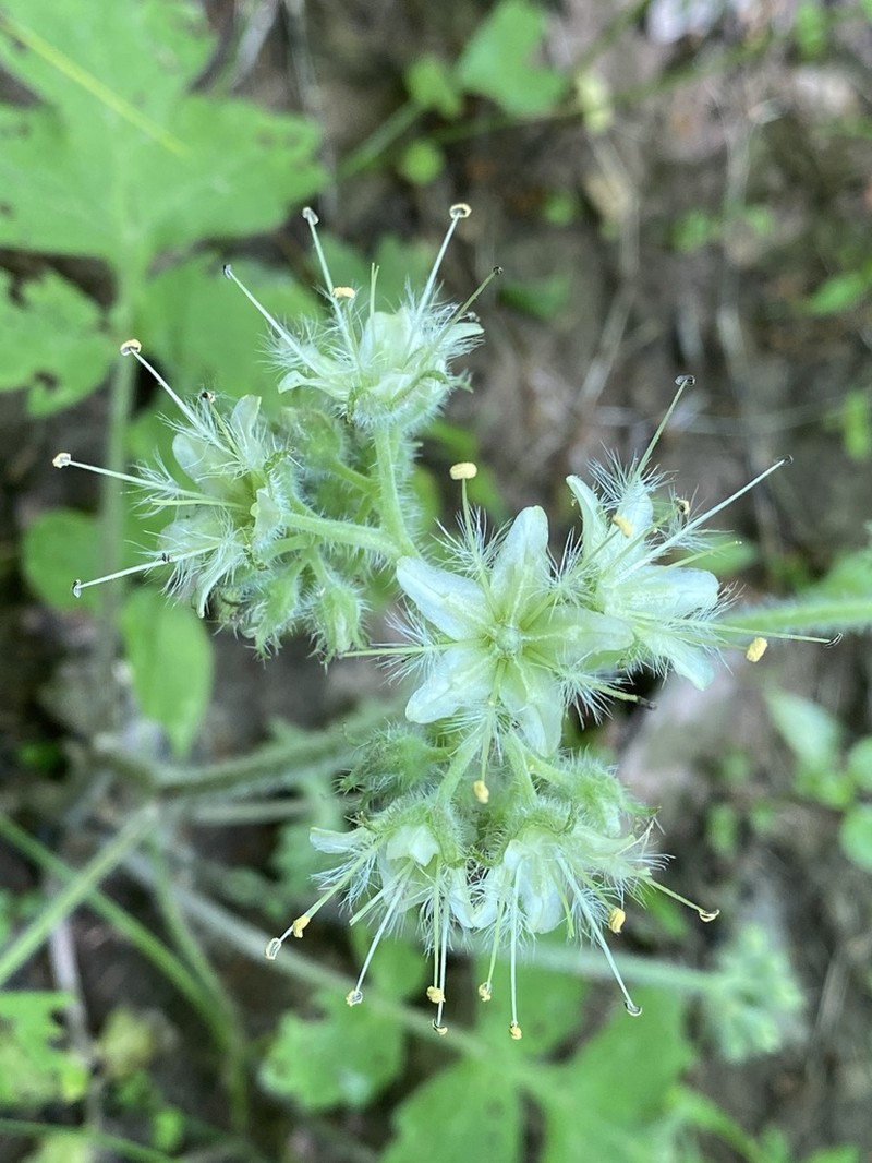 Largeleaf Waterleaf photo 7