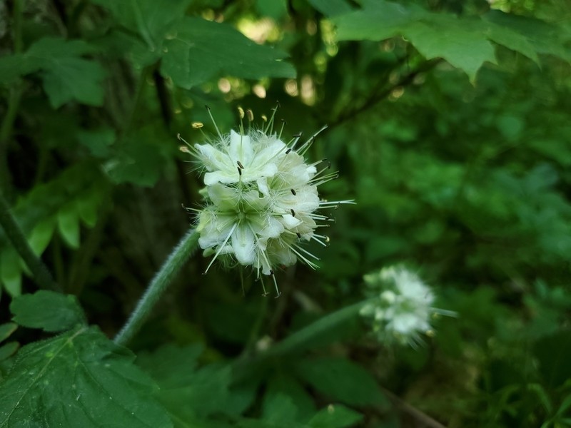 Largeleaf Waterleaf photo 8