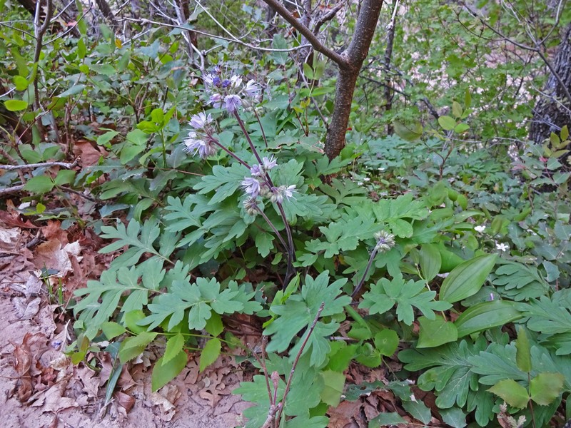 Western Waterleaf photo 4