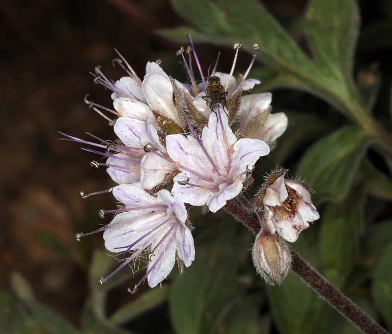 Western Waterleaf photo 5