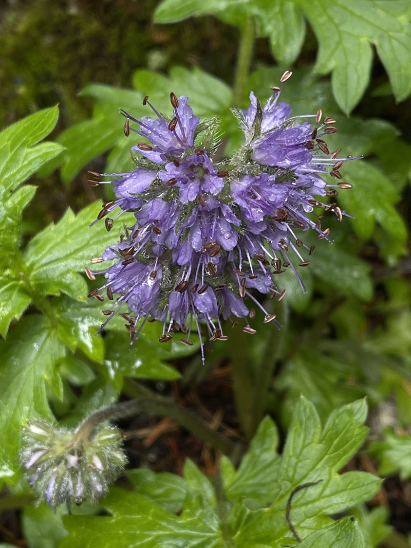 Western Waterleaf photo 6