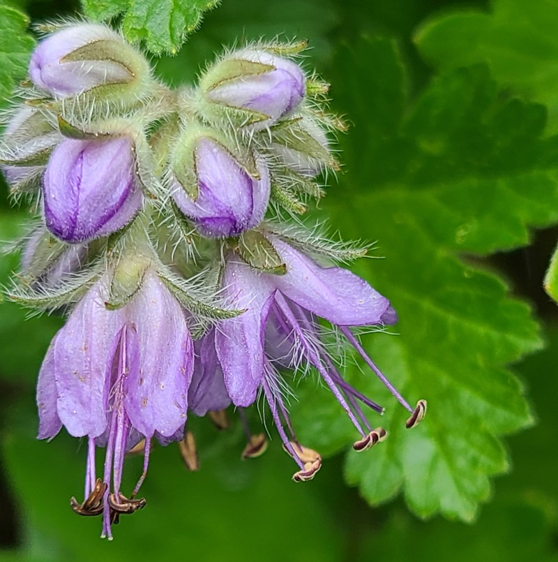 Western Waterleaf photo 7