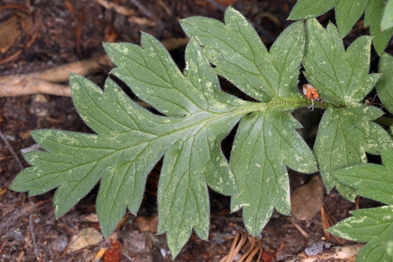 Western Waterleaf photo 2